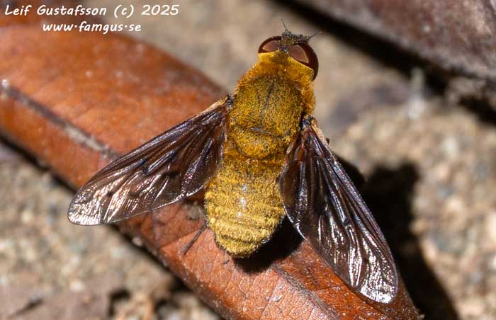 VC